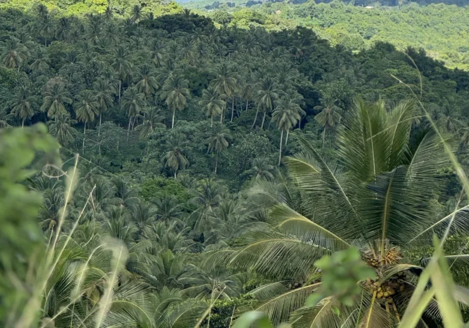 A view of the jungle from above.